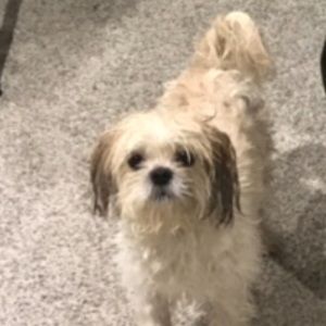 Meet your Posher, Leia